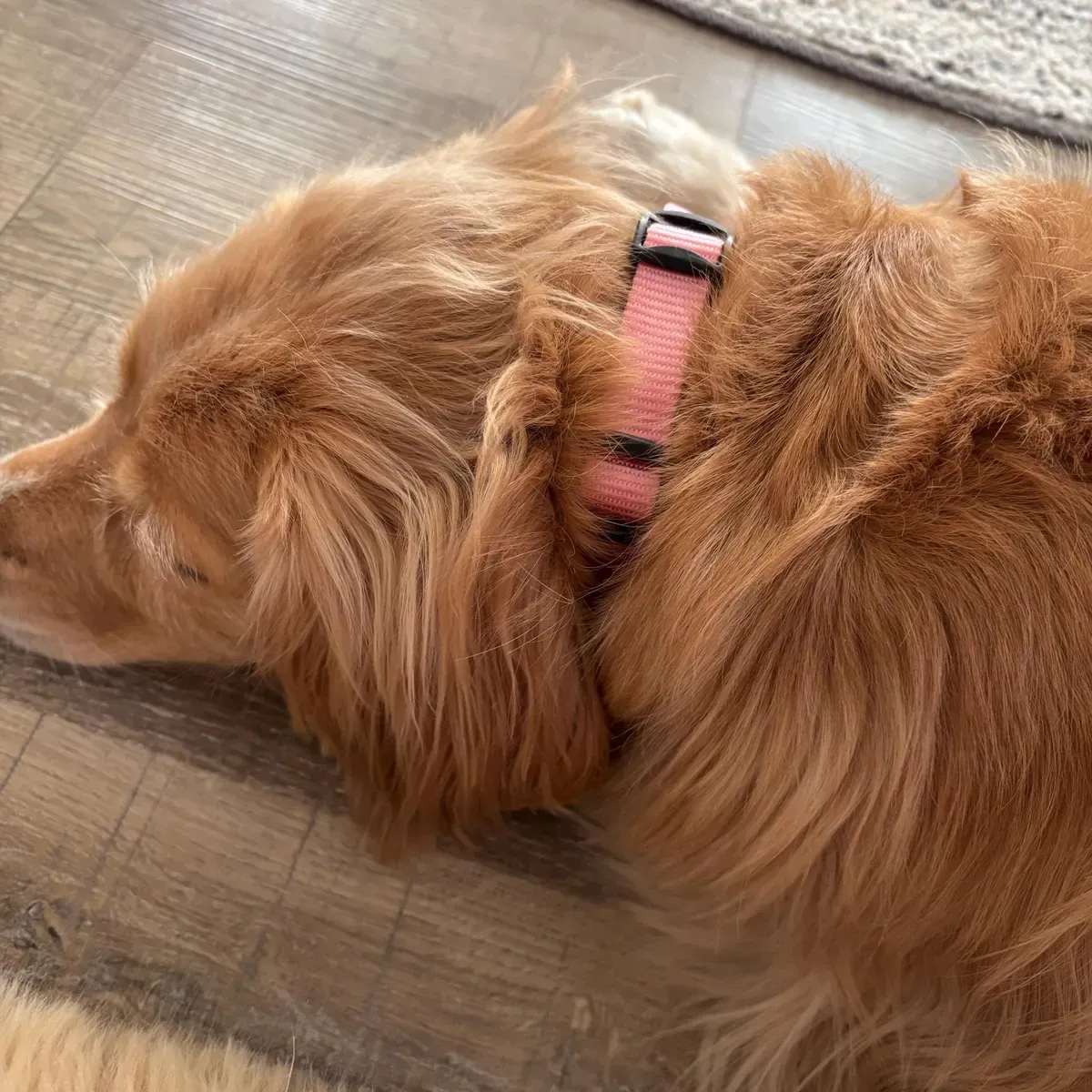 Dog Collars price in Nairobi Kenya1