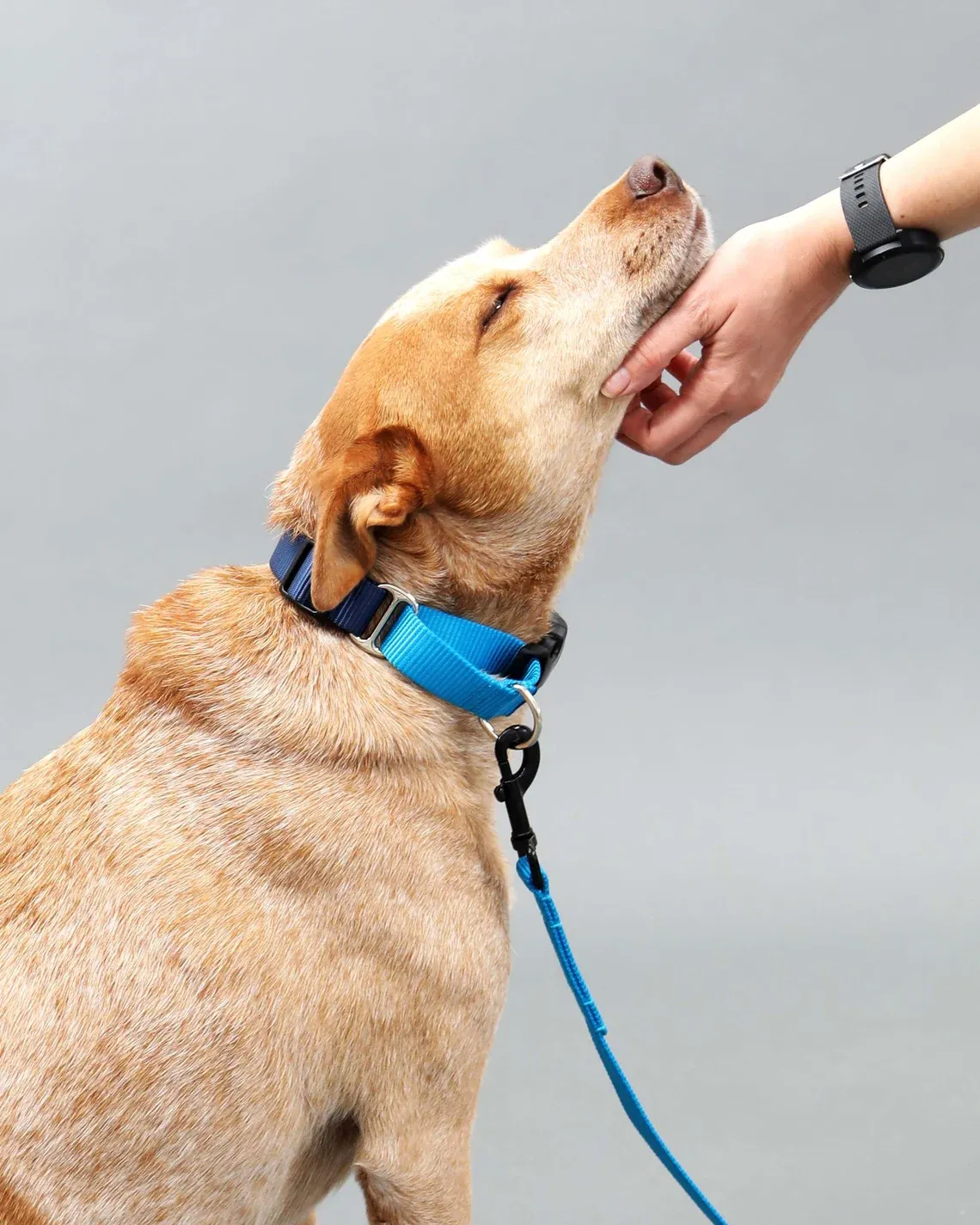 Dog Collars price in Nairobi Kenya5