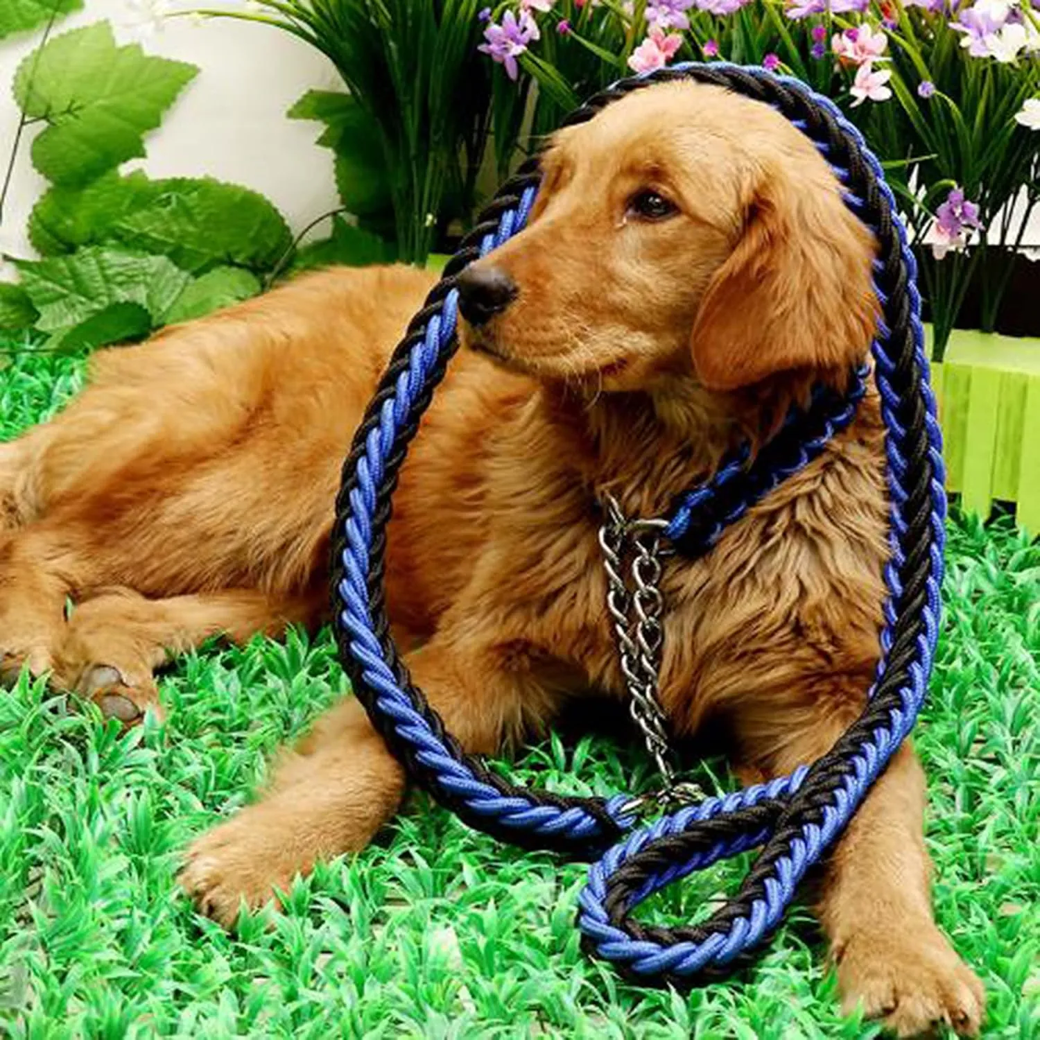 Heavy Duty Dog Leash and Collar Price in Nairobi Kenya 06